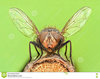 extreme-magnification-fly-spread-wings-preparing-to-take-off-81833413.jpg