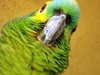 green-parrot-looking-to-the-camera_2866821.jpg