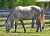 Dapple Grey Horse.jpg