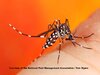 asian-tiger-mosquito-_mg_8957.jpg