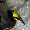yellow bird.jpg