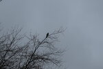 Sparrowhawk (Male) (1).JPG